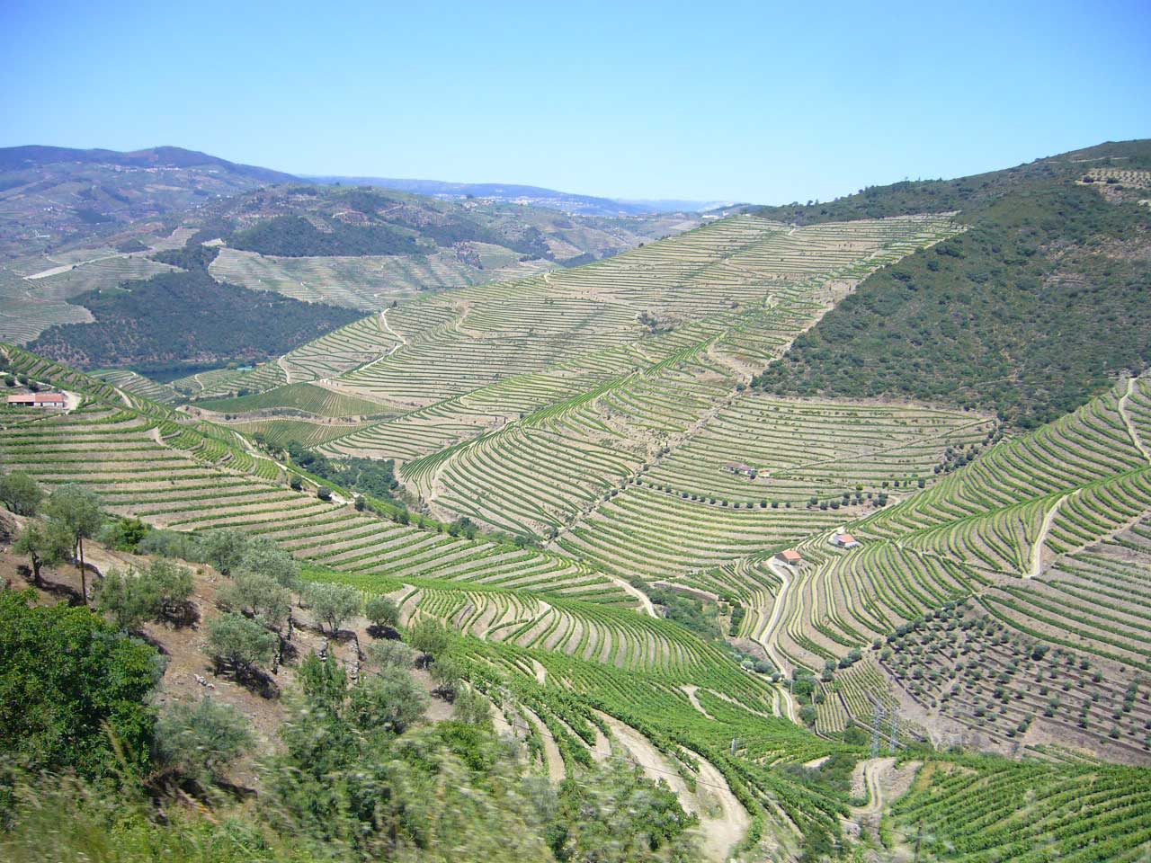 Viñedos en paisaje de producción vitivinícola
