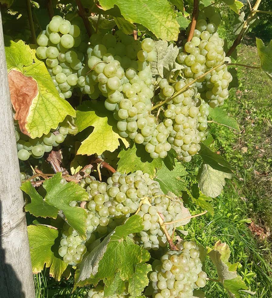 Racimo de uvas blancas en vendimia